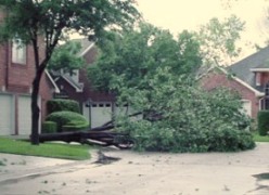 Neighborhood-Tree fell over-May 2nd '09